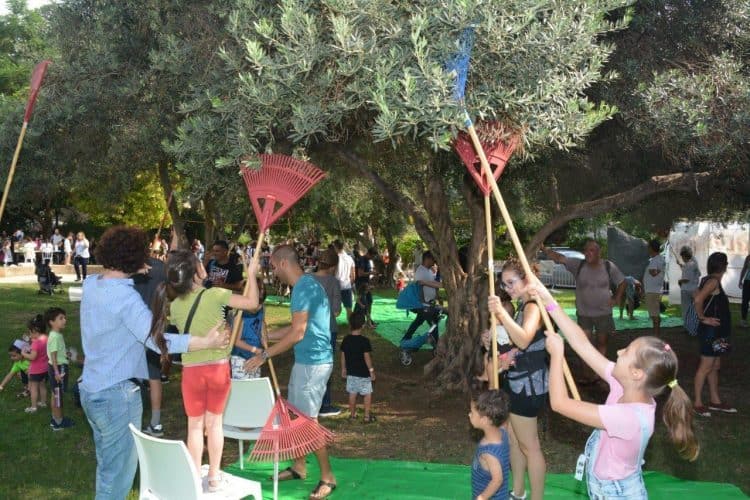 מסיק זיתים