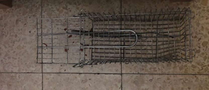עכברים שנלכדו ברחוב טייבר