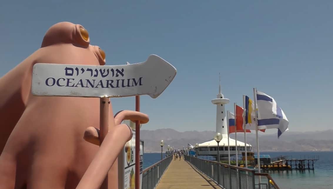 מצפה