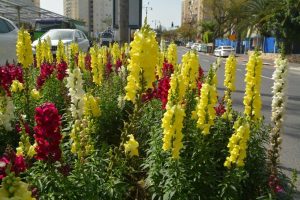 פריחה בגבעתיים. צילום: עיריית גבעתיים