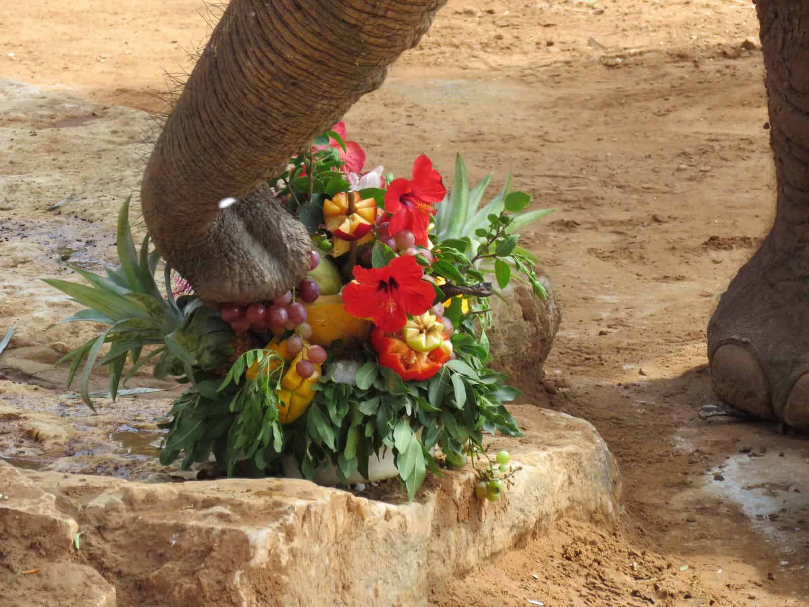 יוסי הפיל בן 46 ספארי. צילום נועה טולדנו