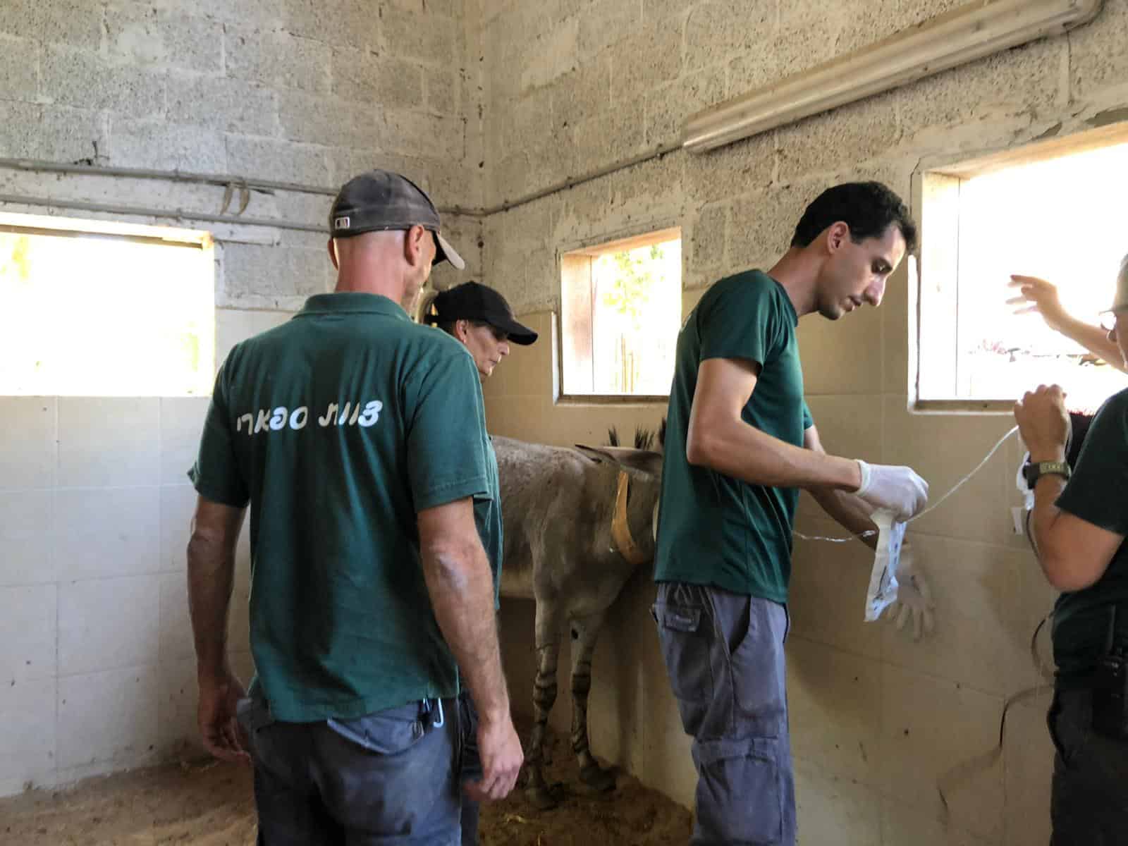 ספארי ר"ג: ימים של דאגה גדולה לשלומה של הערודה. צילומים: באדיבות הספארי