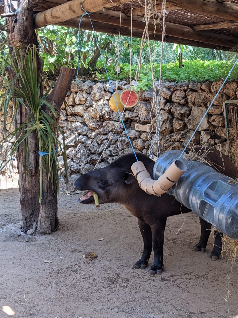 חג סוכות בספארי רמת גן. צילומים חן חימוביץ' ולאנא וותד, עדי מרקוביץ'