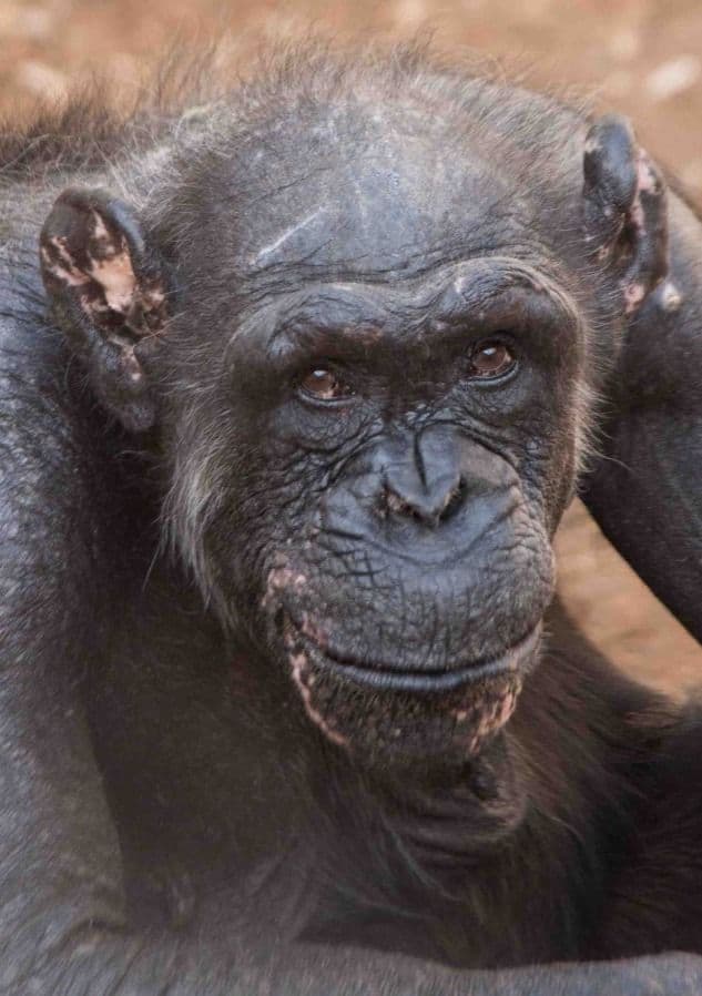 השימפנזה אוגוסטה. צילום: דוברות ספארי