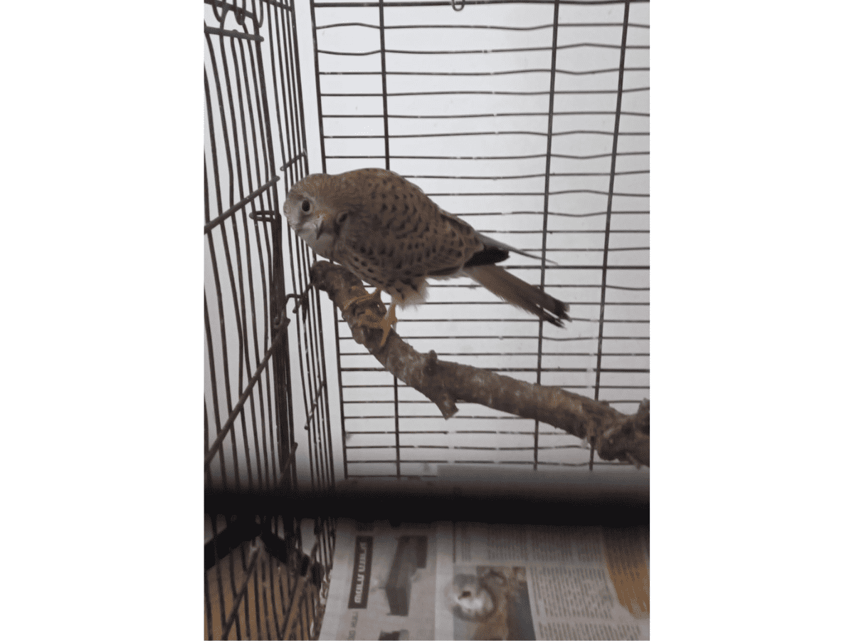 עוף דורס מסוג “בז” אשר הוחזק בכלוב בדירה ברמת גן. צילום: דוברות המשטרה