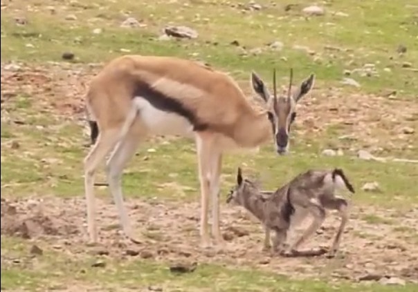 הצבי החדש ברמת גן | קרדיט צילום: יפעת אייל