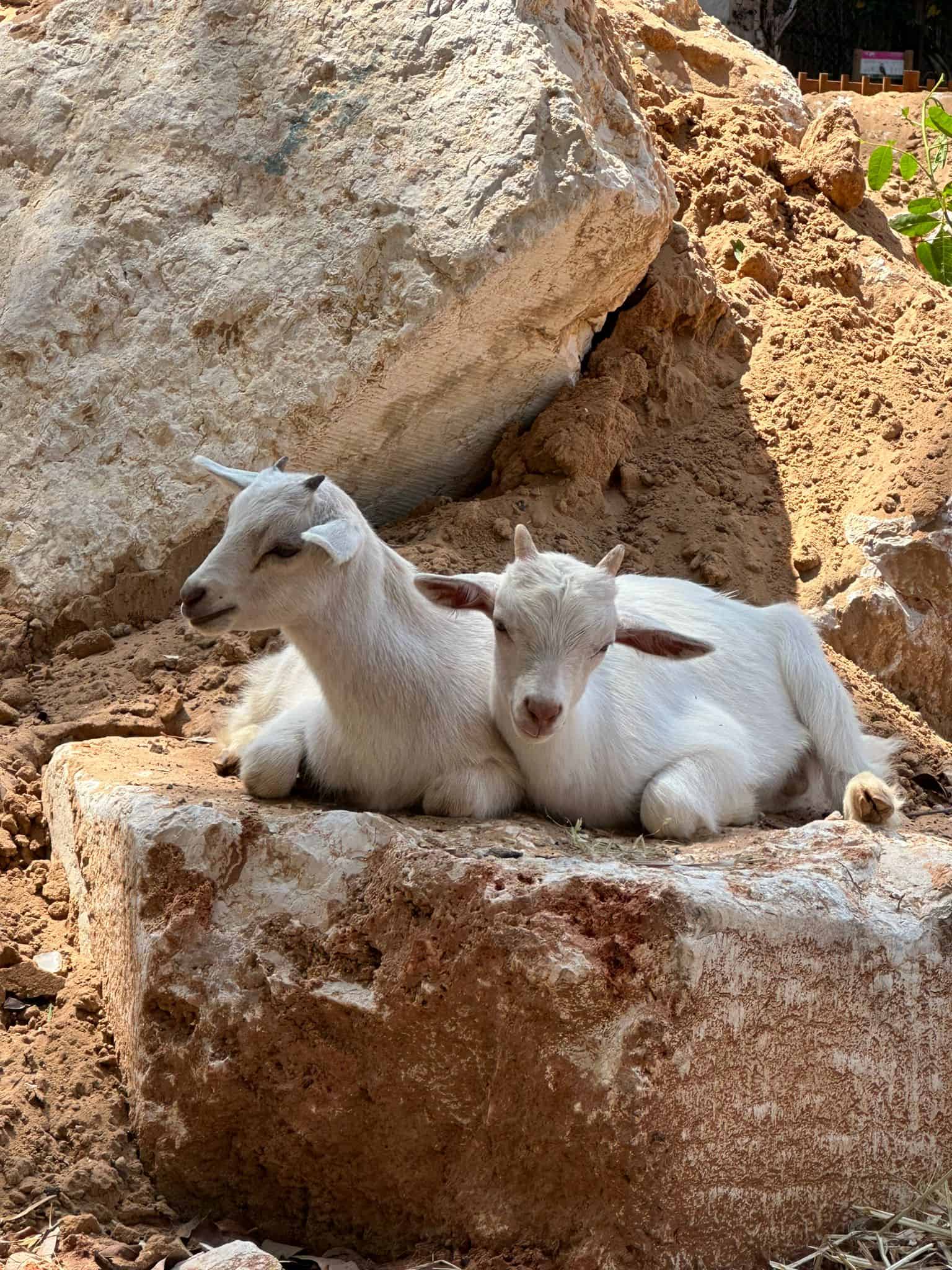 השלום לכם. פינת החי ברמת גן | צילום: נועה תקומה, באדיבות הספארי ברמת גן