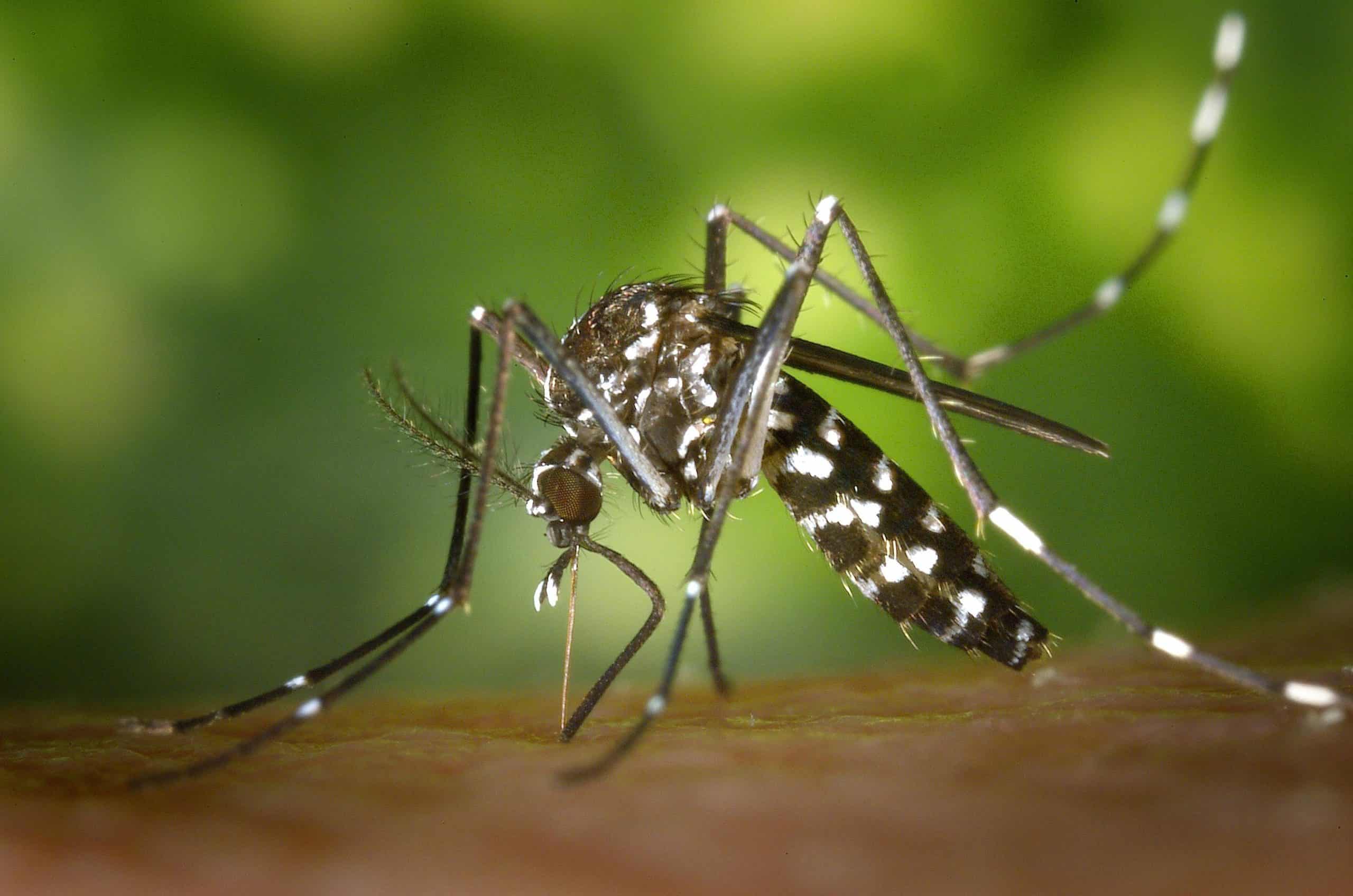במקרים נדירים עלולה לגרום לסיבוכים קשים. יתושה | צילום אילוסטרציה: מתוך Pexels