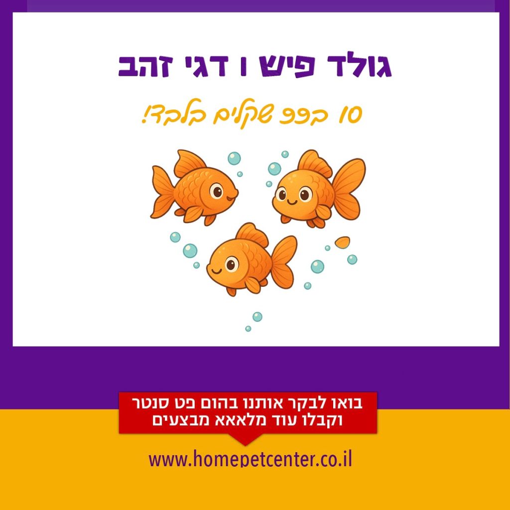 הום פט מבצעי אוגוסט