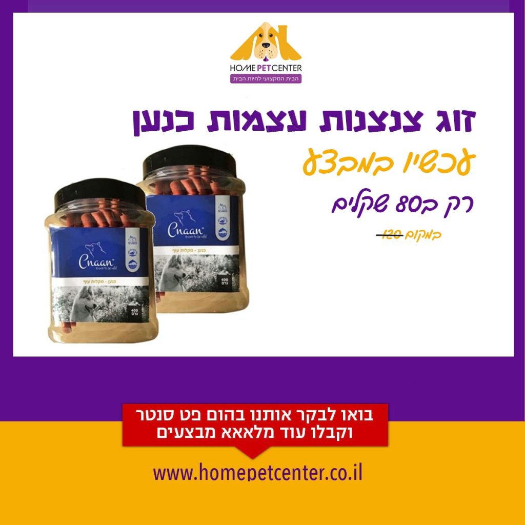 הום פט מבצעי אוגוסט