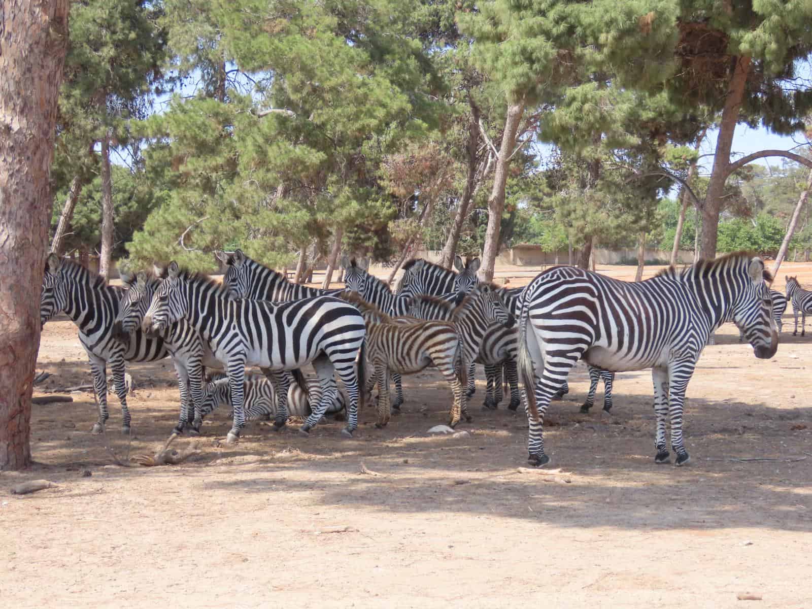 זברות ספארי רמת גן. צילום: שירה ענבר דנין דוברות הספארי
