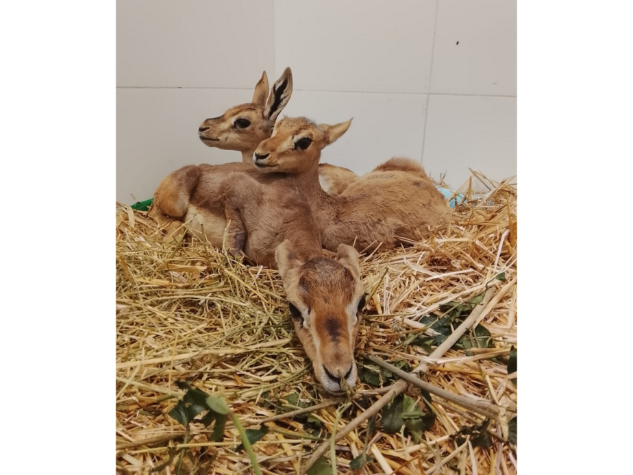 3 עופרים קטנים הגיעו אל בית החולים לחיות בר שבספארי ברמת גן. צילום: אורית שוסהיים
