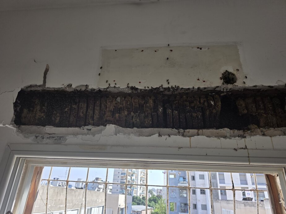 הכוורת שנתגלתה בדירה ברמת גן. צילומים: טל קרביץ ומרינה קובאני