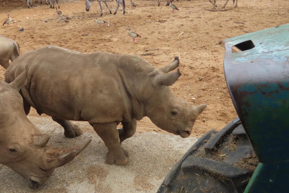 רעי הקרנף מציין יום הולדת שנה. קרדיט צילום שירה ענבר דנין ויפעת אייל