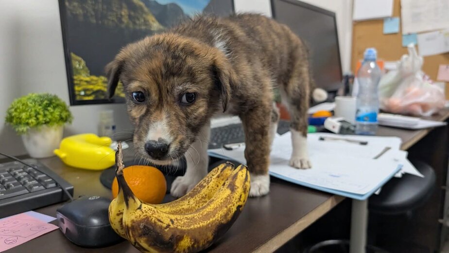 בשביל בעלי החיים מארחים את קוסטה שמורק מבעלי אנימל שופ ומילואימניק – צילום פרטי