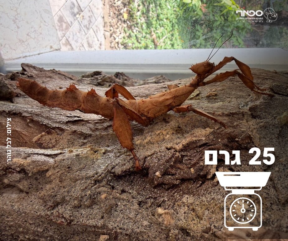 צילוםבאדיבות דוברות הספארי