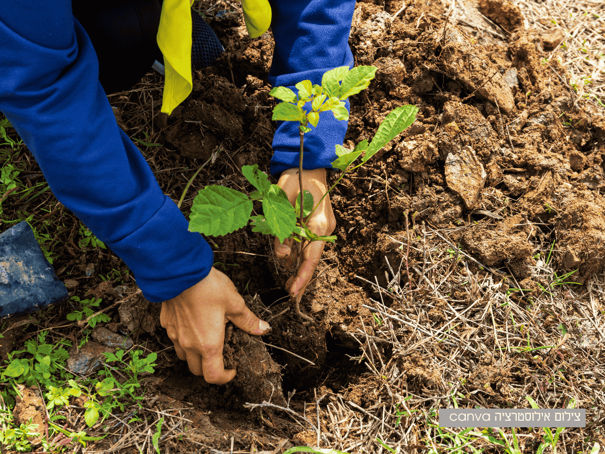 ט"ו בשבט. צילום אילוסטרציה canva