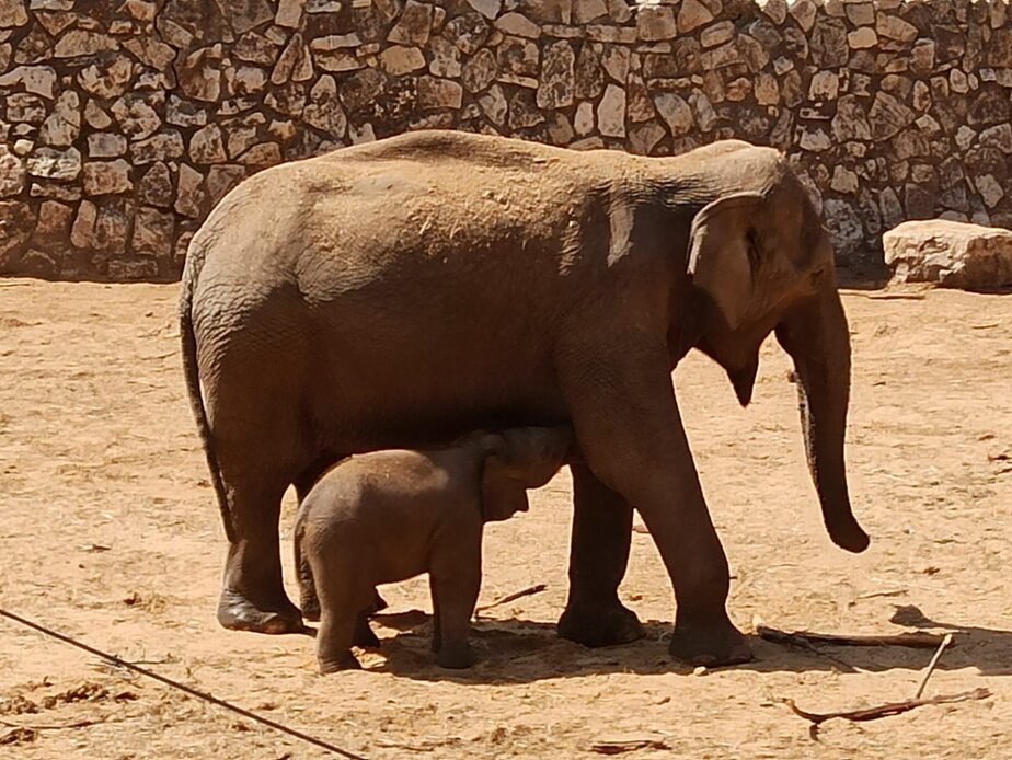ספארי רמת גן. צילום ארכיון: נטלי פורטי