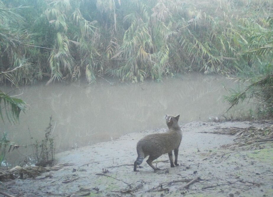 רואי פרסול חתול ביצה. צילום: רשות נחל הירקון