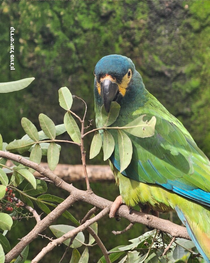 תוכי בספארי. צילום: יובל סורג'ון