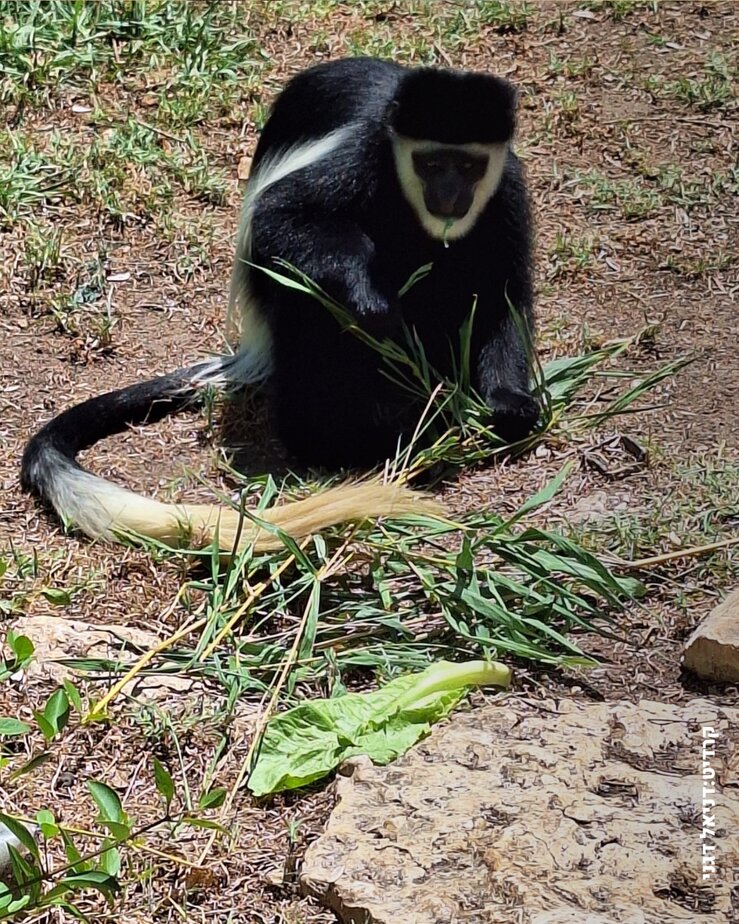 ספארי רמת גן. צילום: דניאל דגני