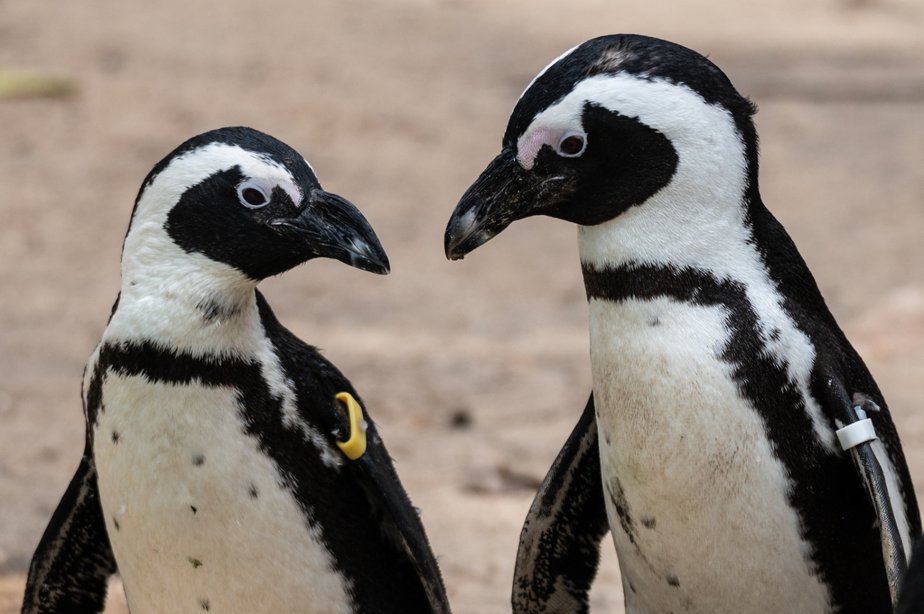 ספארי רמת גן. צילום: ים סיטון