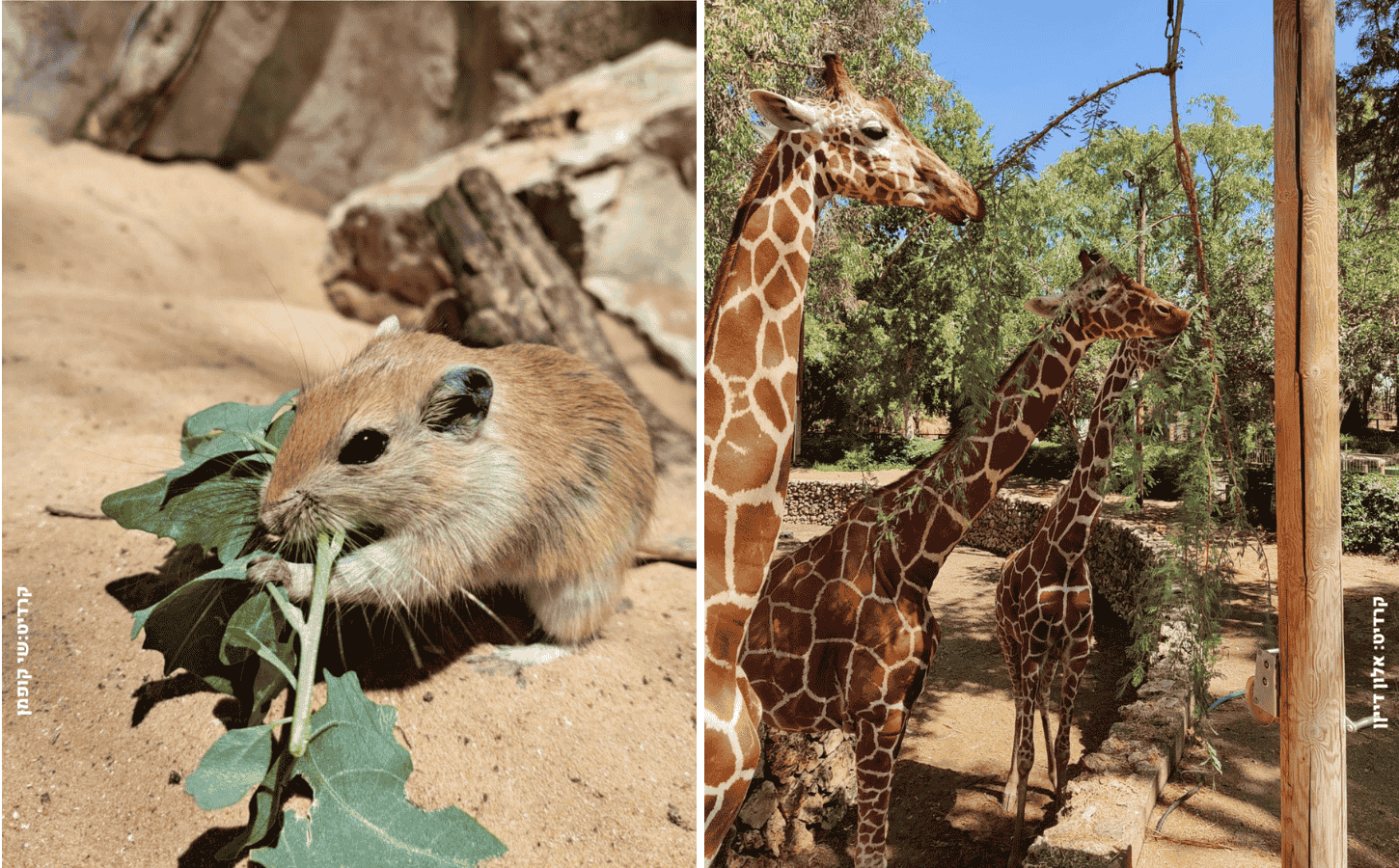 טו בשבט בספארי רמת גן