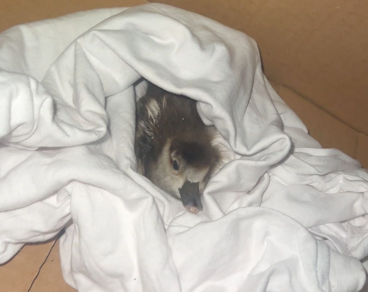 מבצע אווז. צילום באדיבות ישראל זרי 1000340153