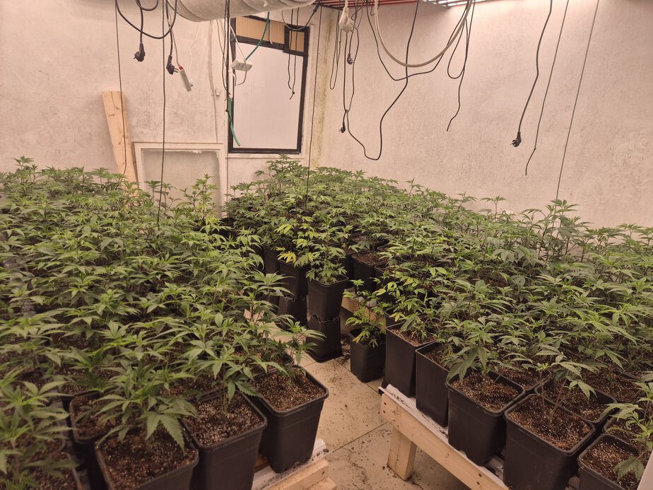 תיעוד מהדירה בחולון- 648 שתילים של חומר החשוד כסם מסוג קנאביס. קרדיט צילום: דוברות המשטרה.