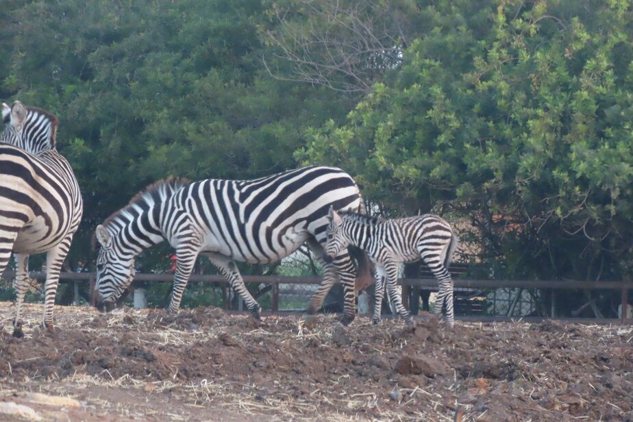 בייבי בום של זברות בספארי רמת גן. קרדיט צילומים שירה ענבר דנין