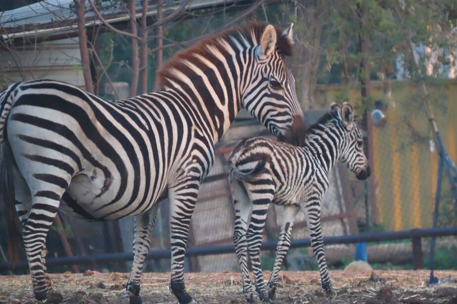 בייבי בום של זברות בספארי רמת גן. קרדיט צילומים שירה ענבר דנין