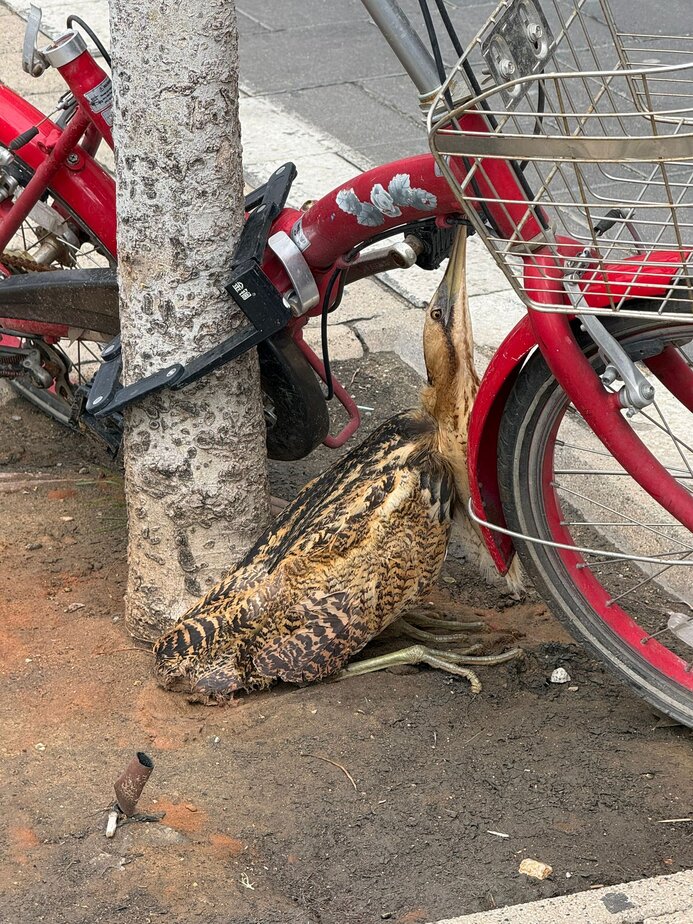 האנפה בתל אביב. צילום: דוברות ספארי