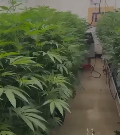 נחשפה מעבדת סמים ובה כ-150 שתילים ברמת גן. צילום: דוברות המשטרה