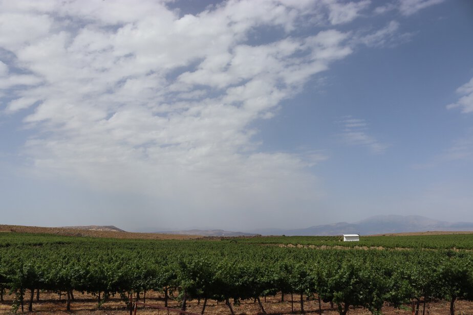 הכרמים של כמיסה. צילום יקב כמיסה