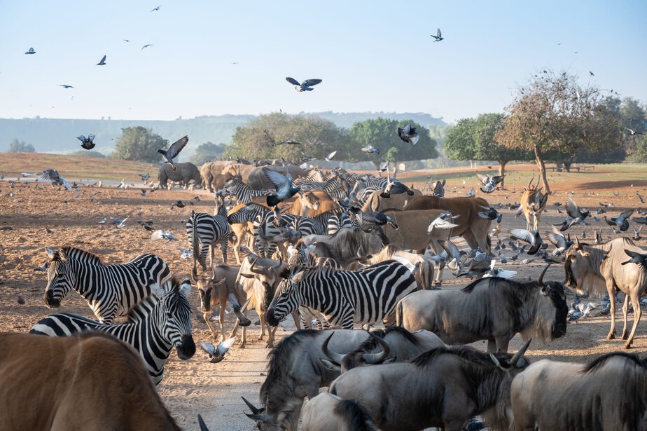 הספארי. צילום ים סיטון