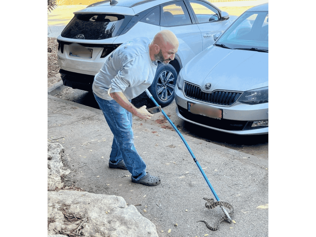צפע ברמת גן הלוכד ג'וש מגנוס